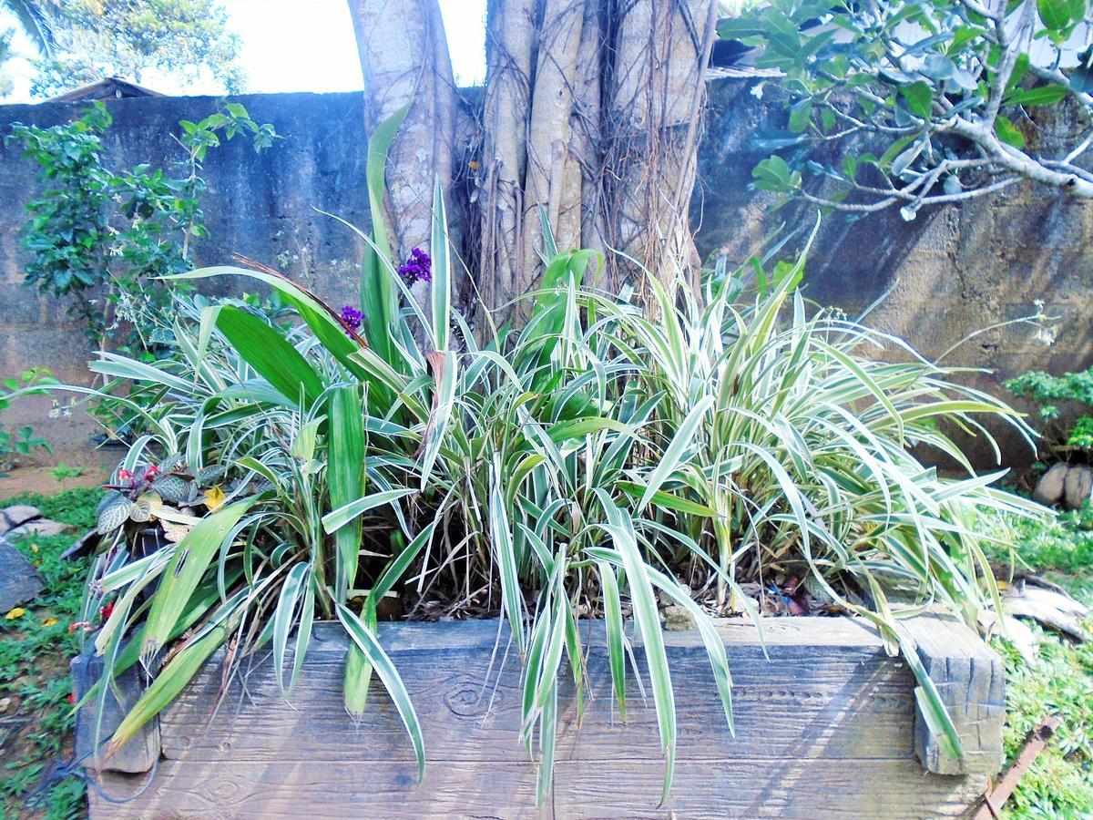 Ceylon Hostel-Galle ウナワトゥナ エクステリア 写真